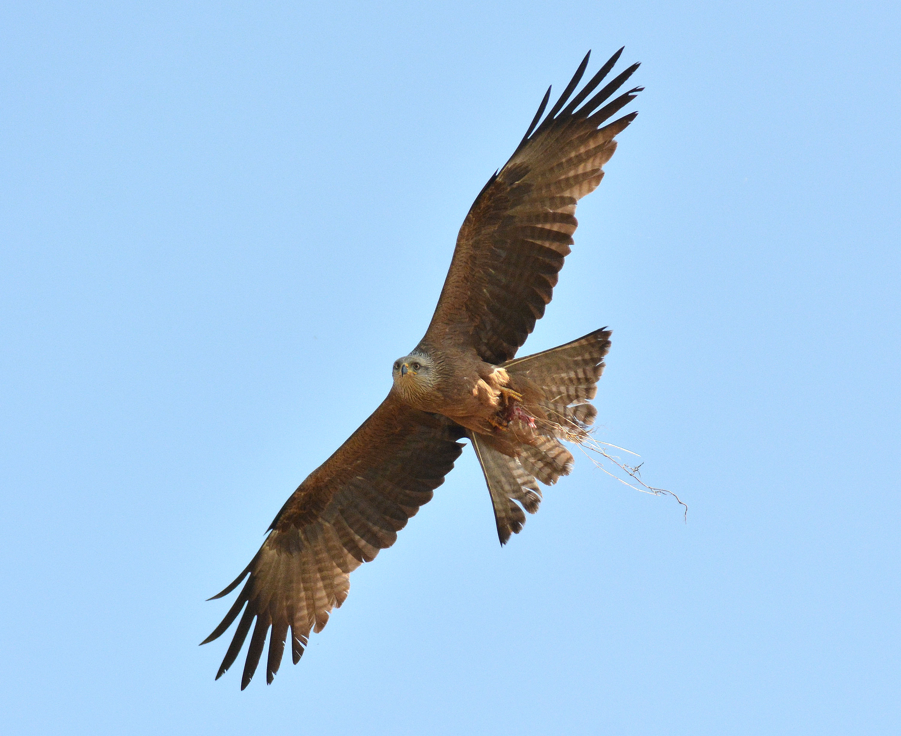 Details Black Kite BirdGuides