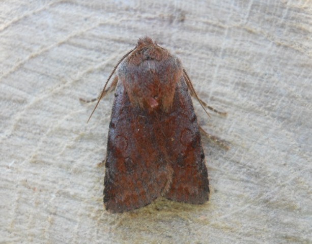 Details : Red Chestnut - BirdGuides