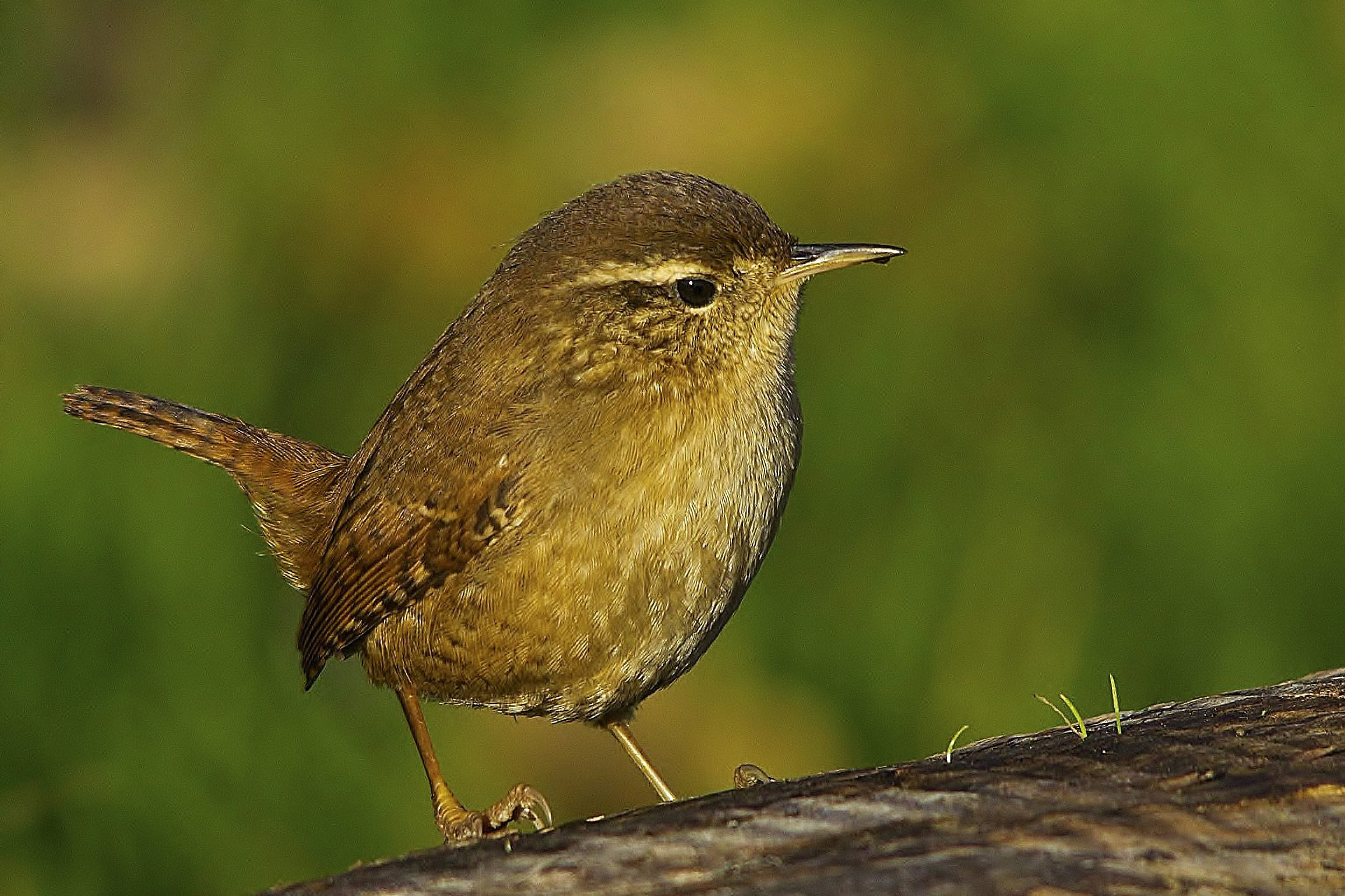 eurasian wren eurasian wren