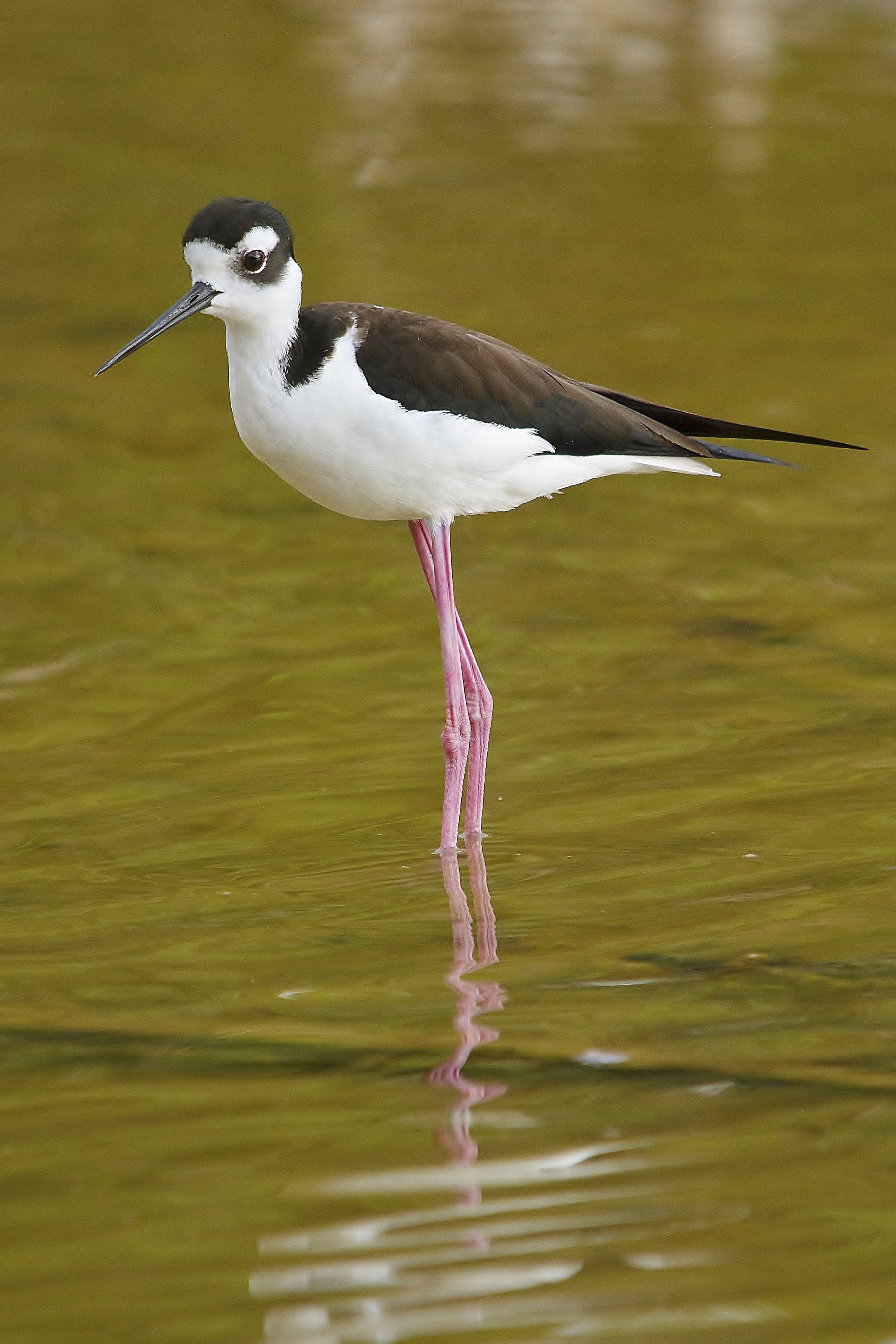 Details Blacknecked Stilt BirdGuides