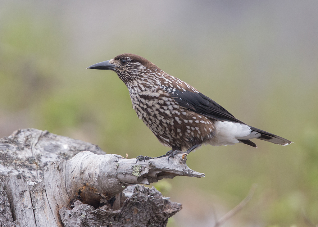 Details Nutcracker BirdGuides