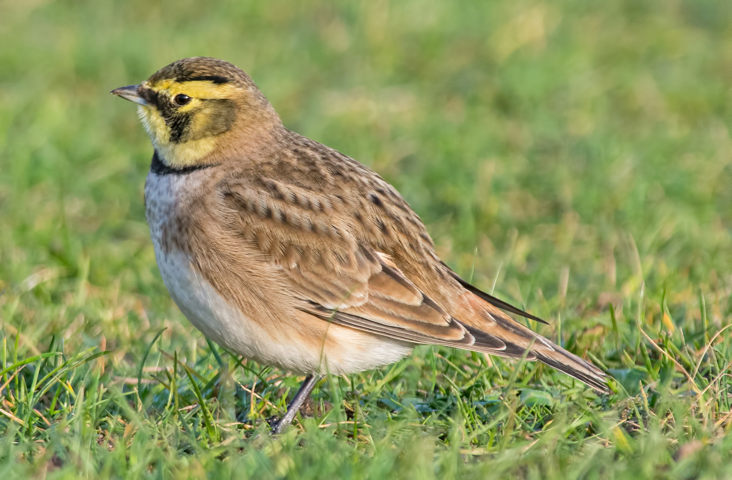 Details Shore Lark BirdGuides
