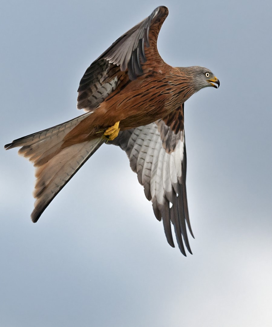 Red Kite by Wayne Davies BirdGuides