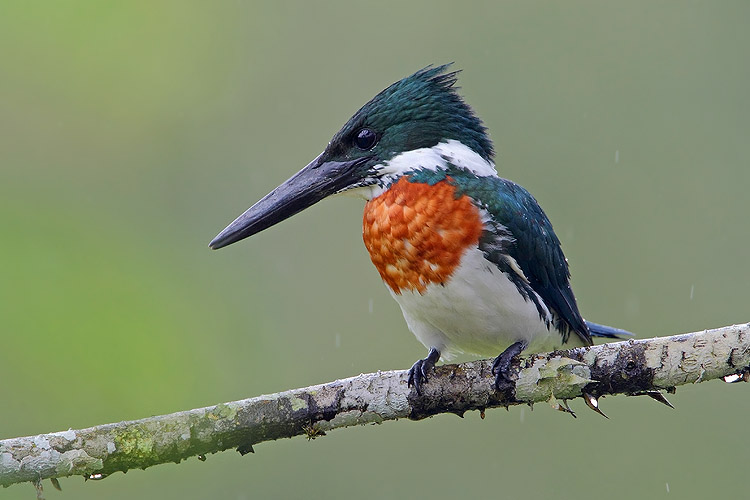 Details Amazon Kingfisher BirdGuides