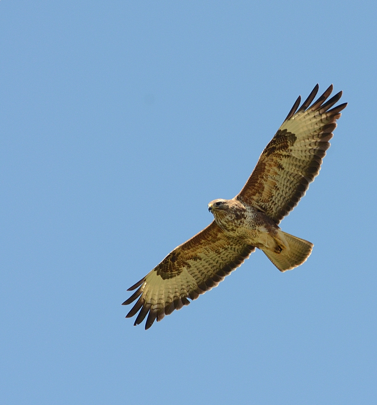 Pheasant shoot applies for licence to shoot 10 Buzzards BirdGuides