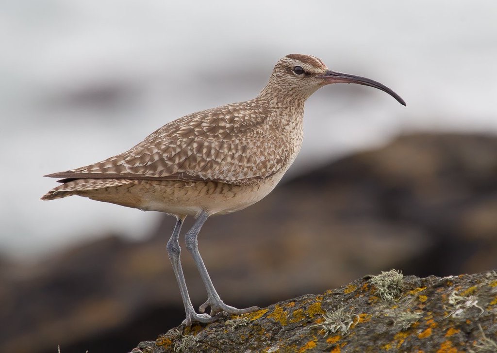 Hudsonian Whimbrel