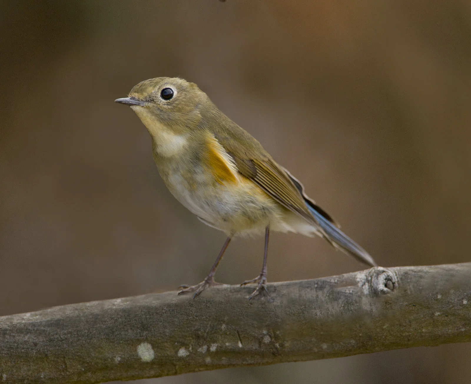 Brown and blue bird, female Red-flanked Bluetail (Tarsiger