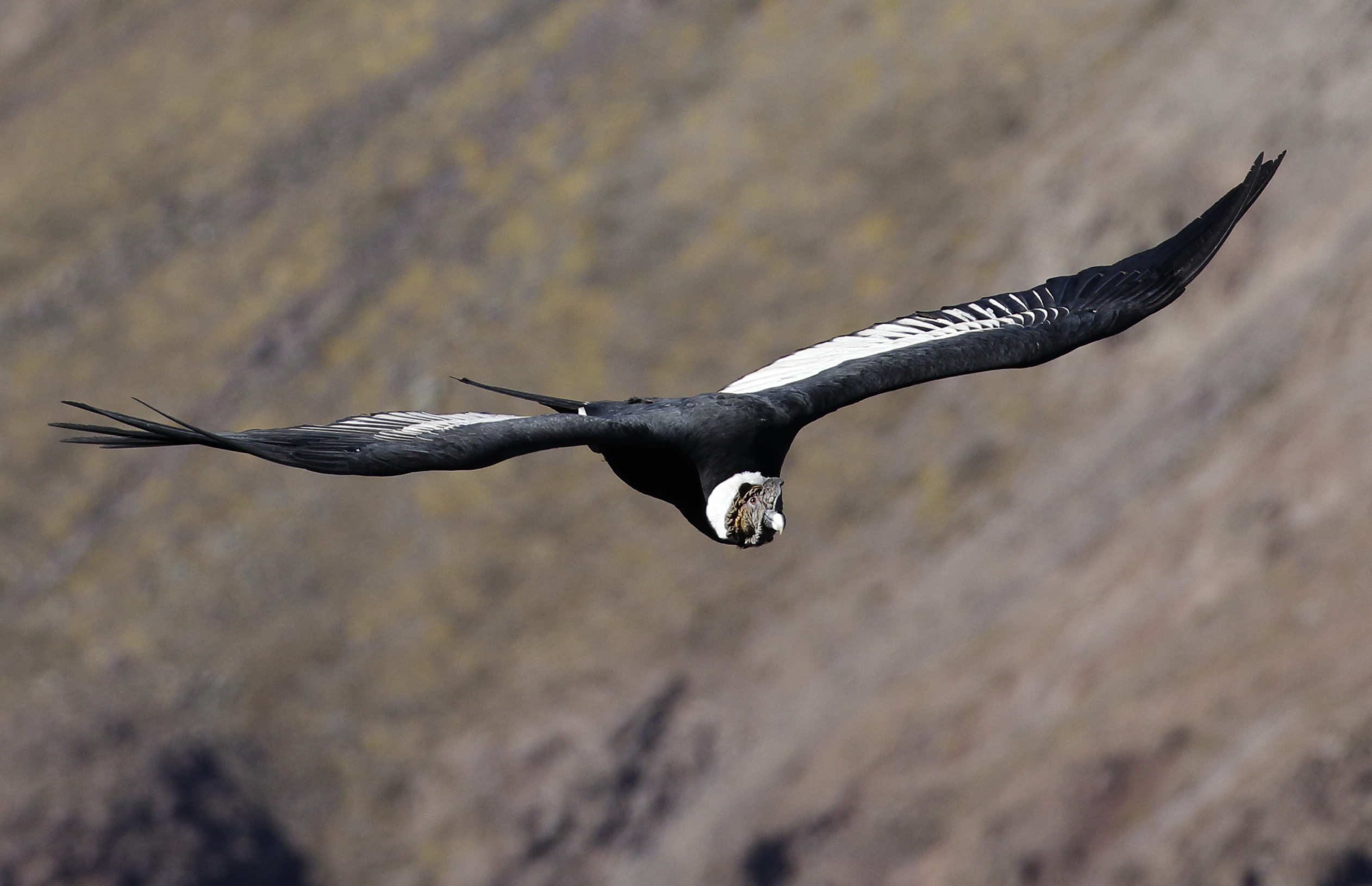 Condor