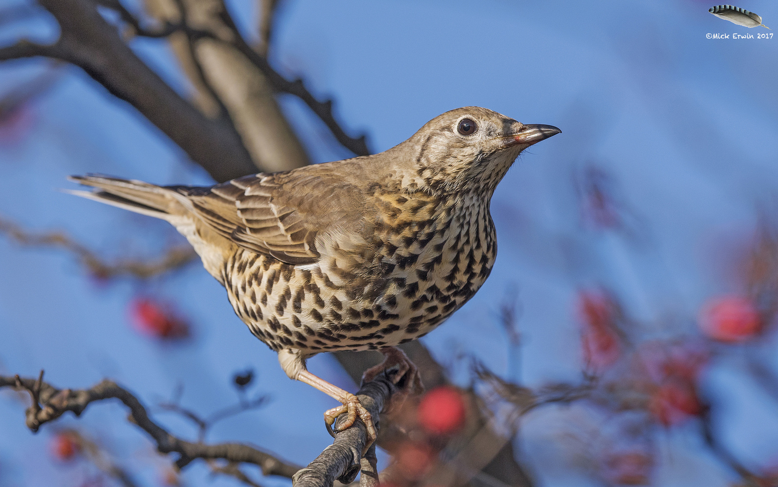 Дрозд в крапинку. Дрозд-деряба (turdus viscivorus). Певчий Дрозд деряба. Дрозд деряба птица. Серый Дрозд деряба.