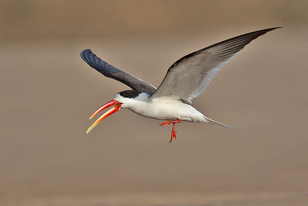 Details Indian Skimmer BirdGuides