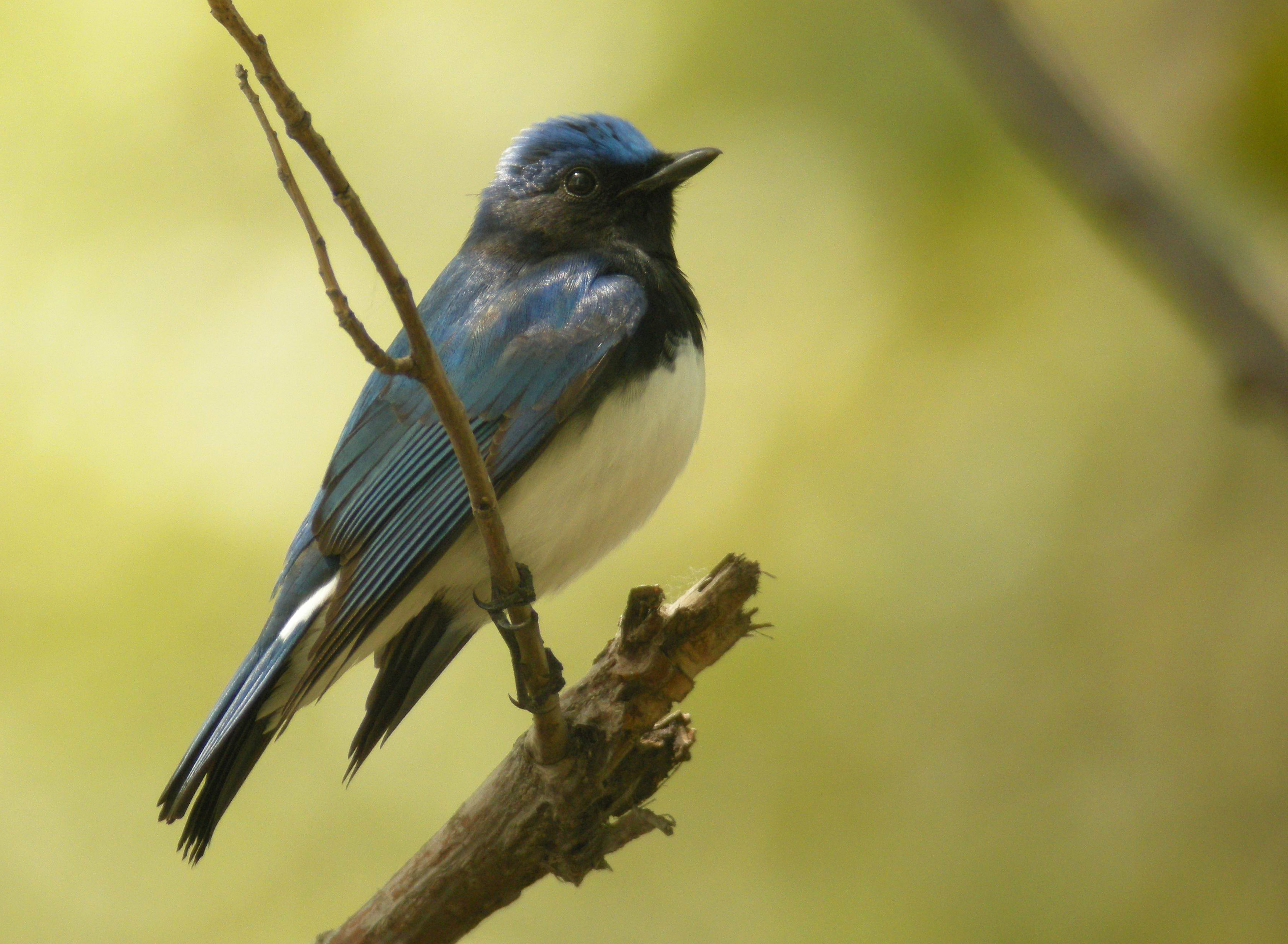 Details : Blue-and-white Flycatcher - BirdGuides