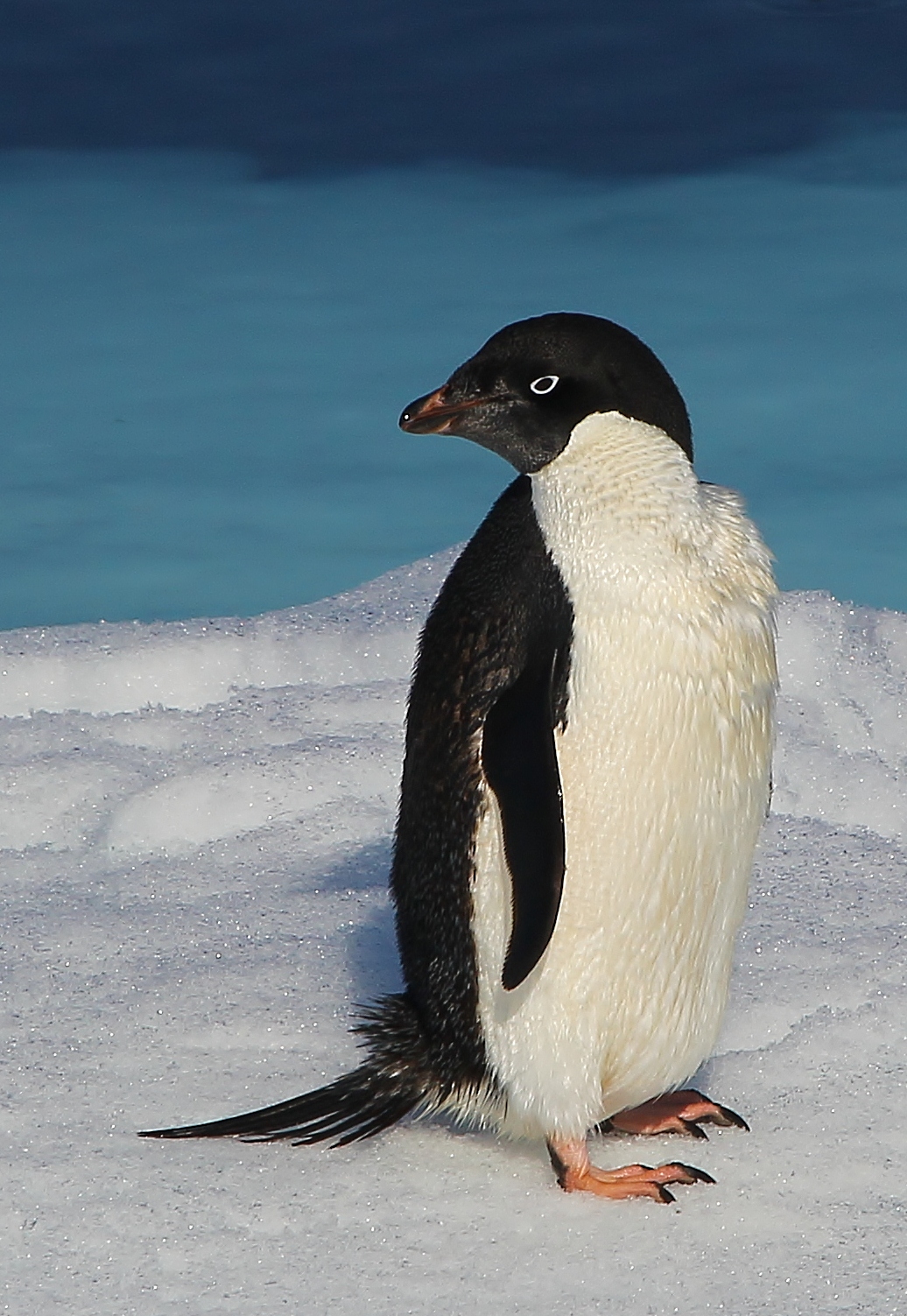 Adelie penguin 様オーダー 360?cb=20150201094031
