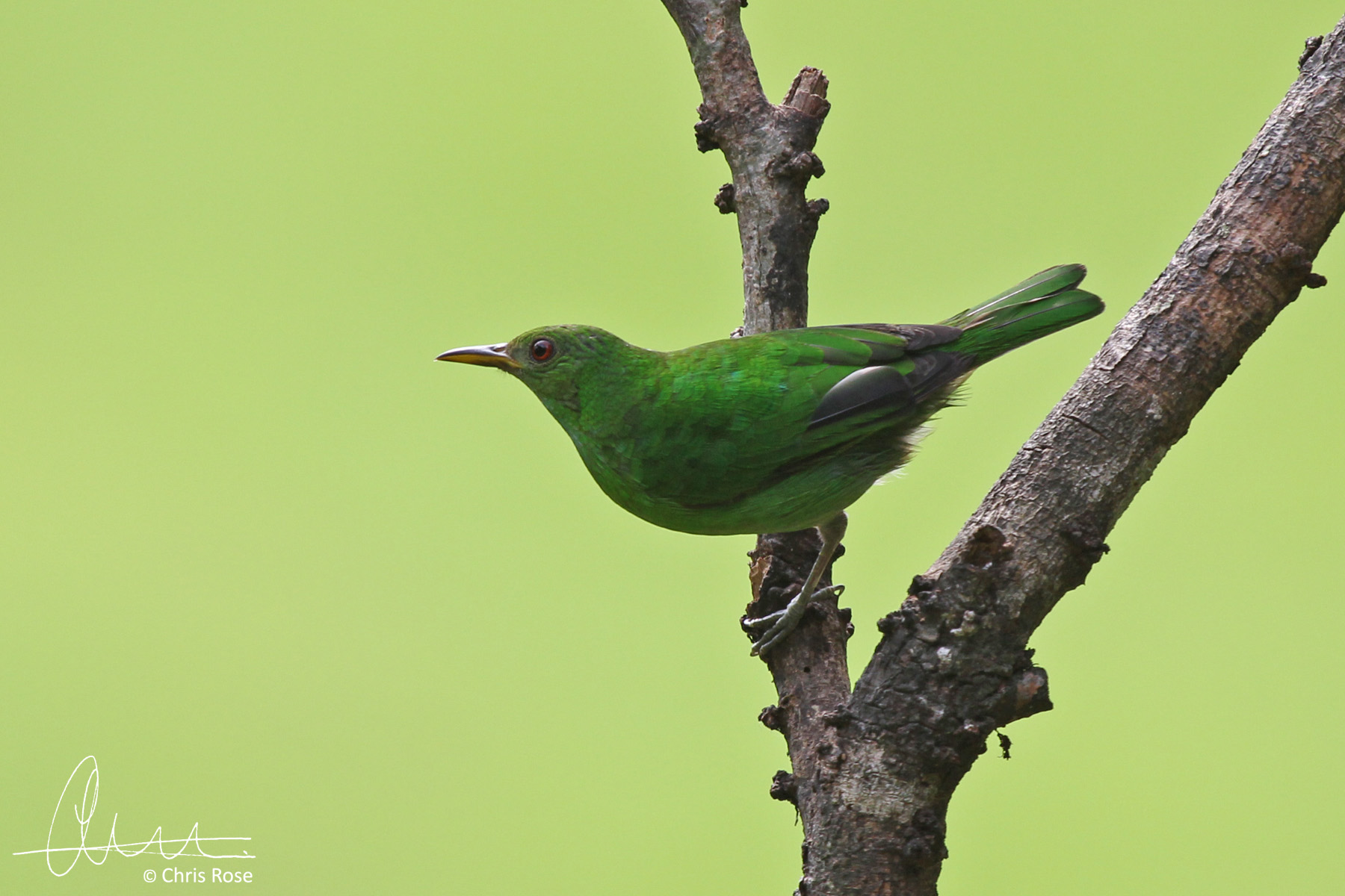 Details Green Honeycreeper BirdGuides