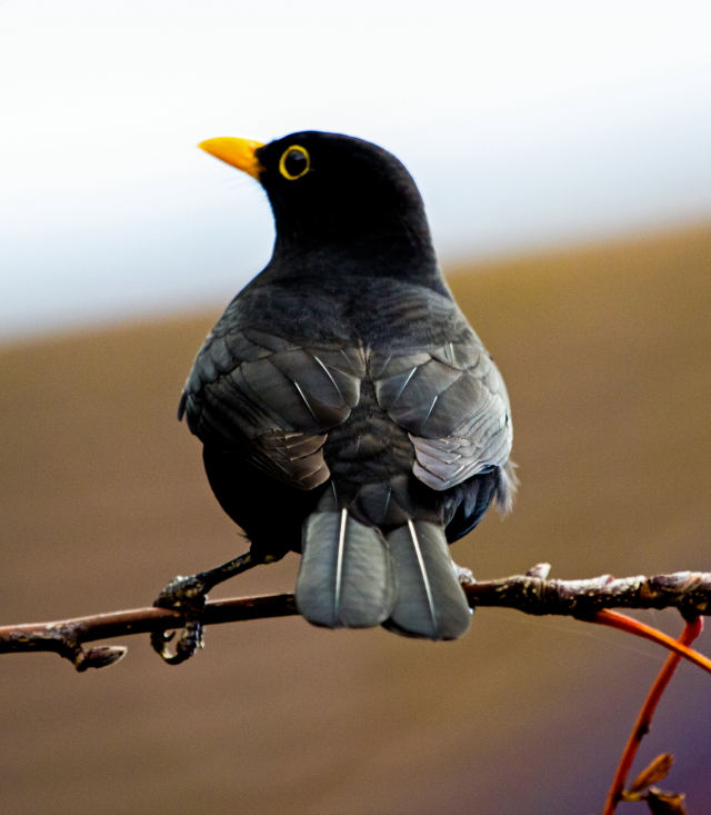 Blackbird in the Reeds by Sam Burns Blackbird in the Reeds by Sam Burns