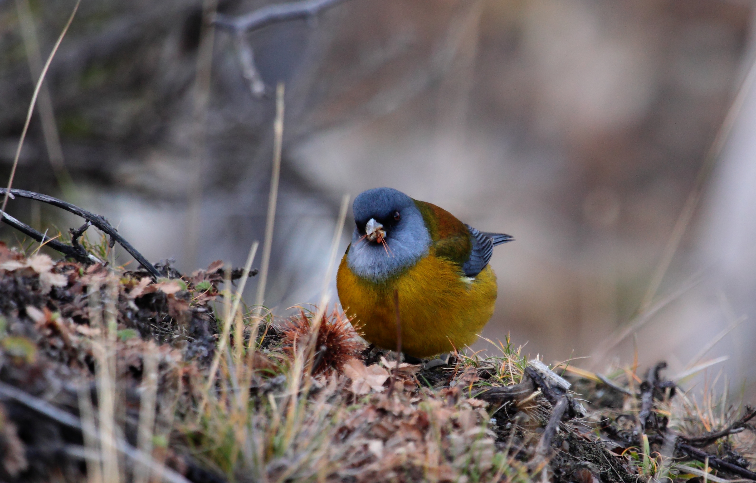 Details Patagonian Sierra Finch BirdGuides