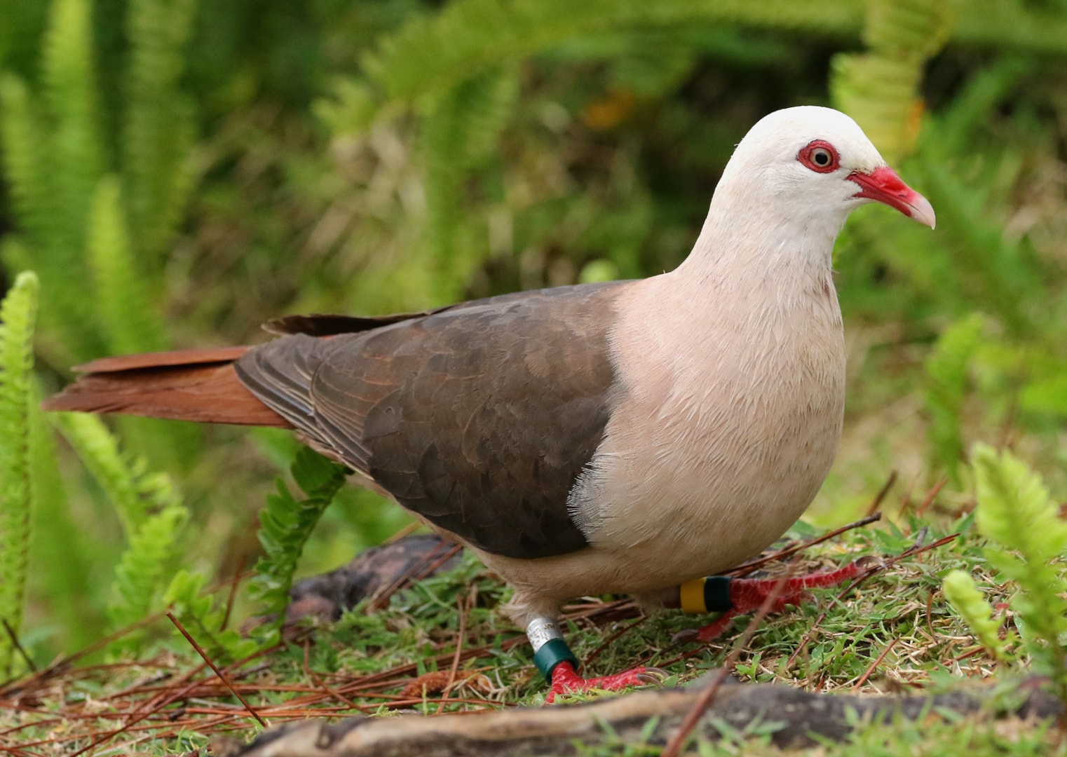 Pink Pigeon by Jaz BirdGuides