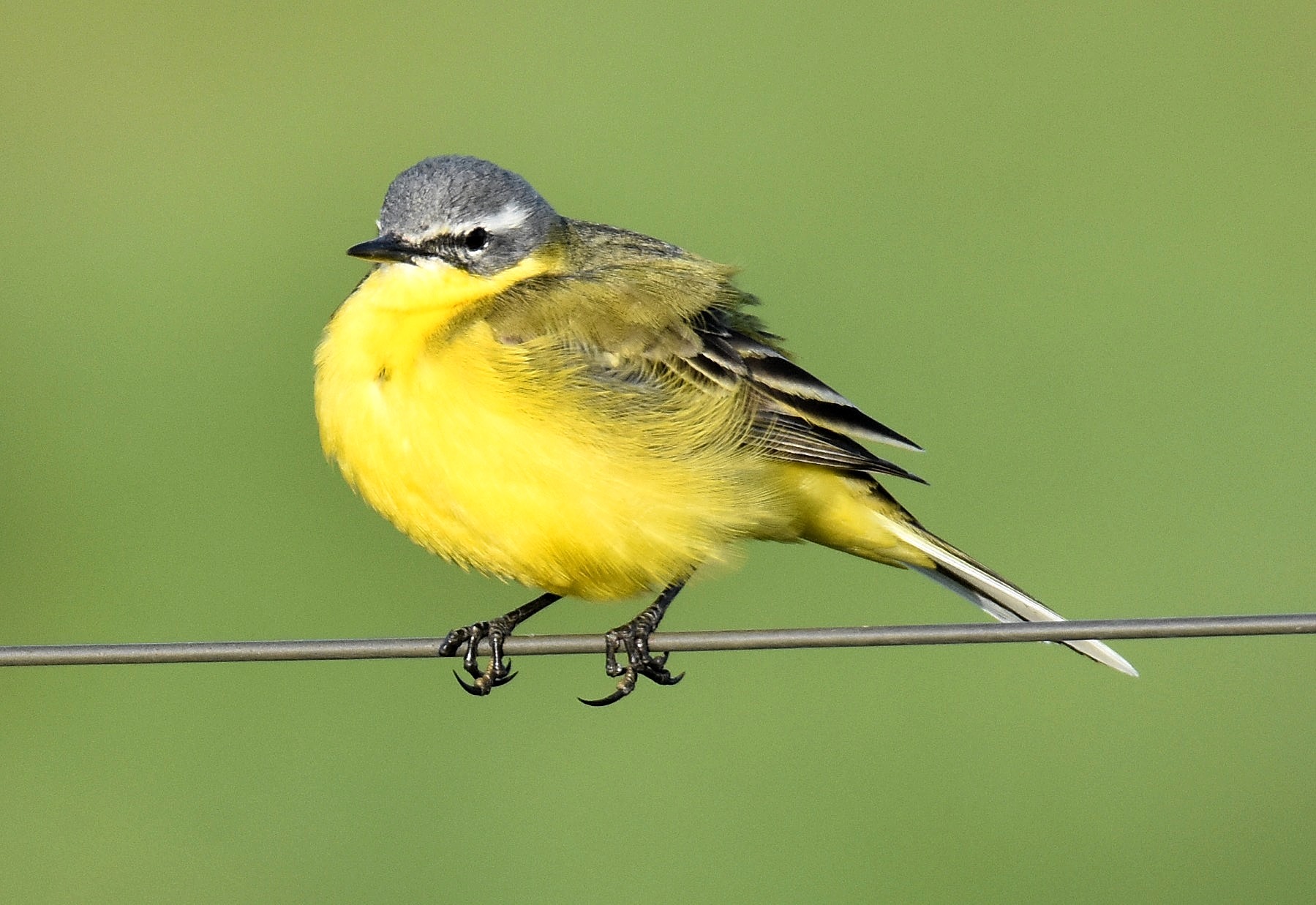 Details : Blue-headed Wagtail - BirdGuides