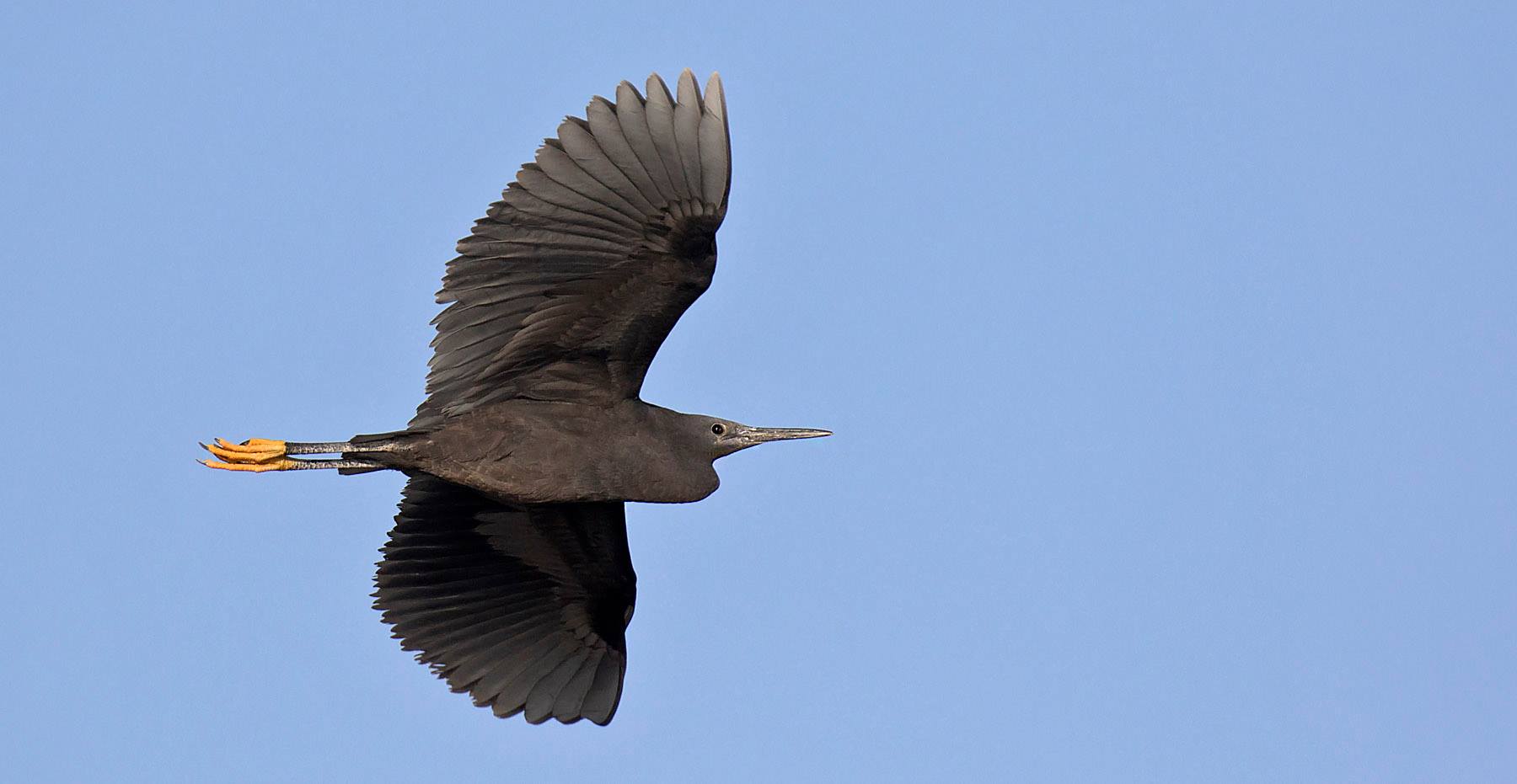 Image result for images of black heron