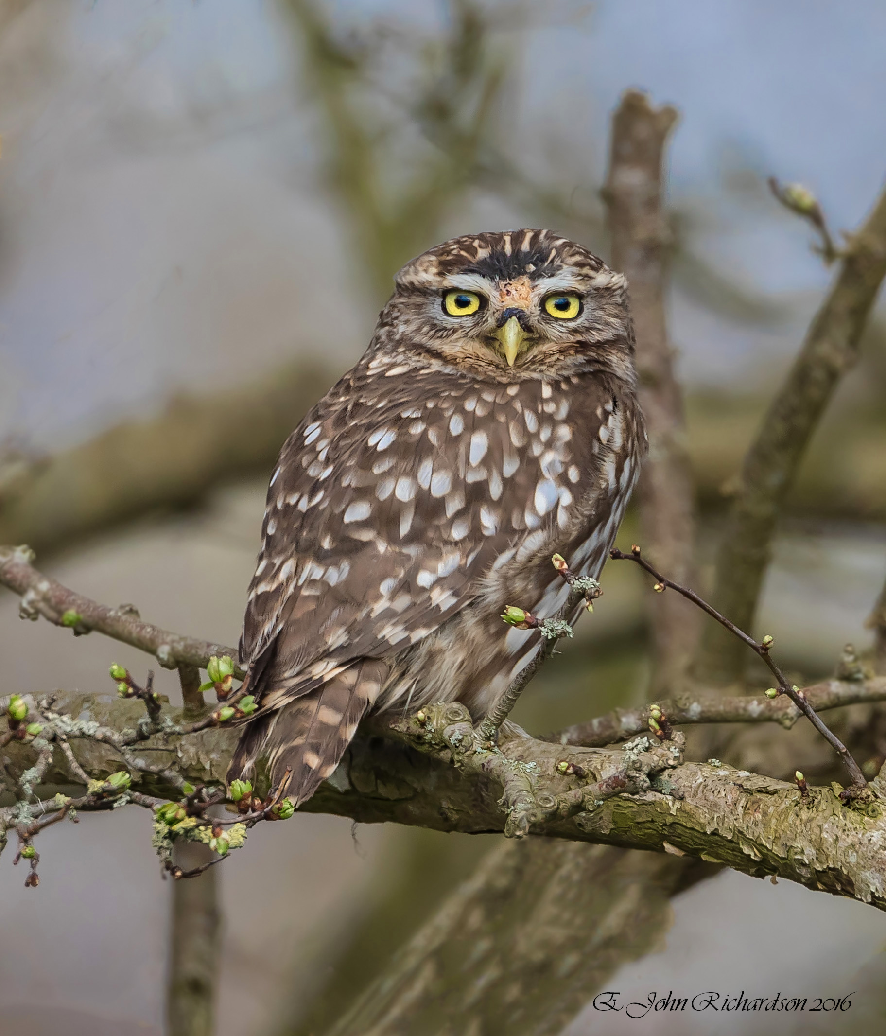 Details Little Owl BirdGuides