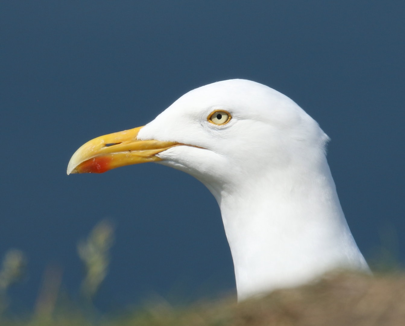 European Herring Gull by Billy Harbottle BirdGuides