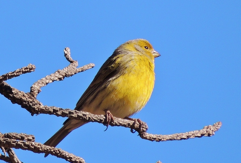 atlantic canary atlantic canary