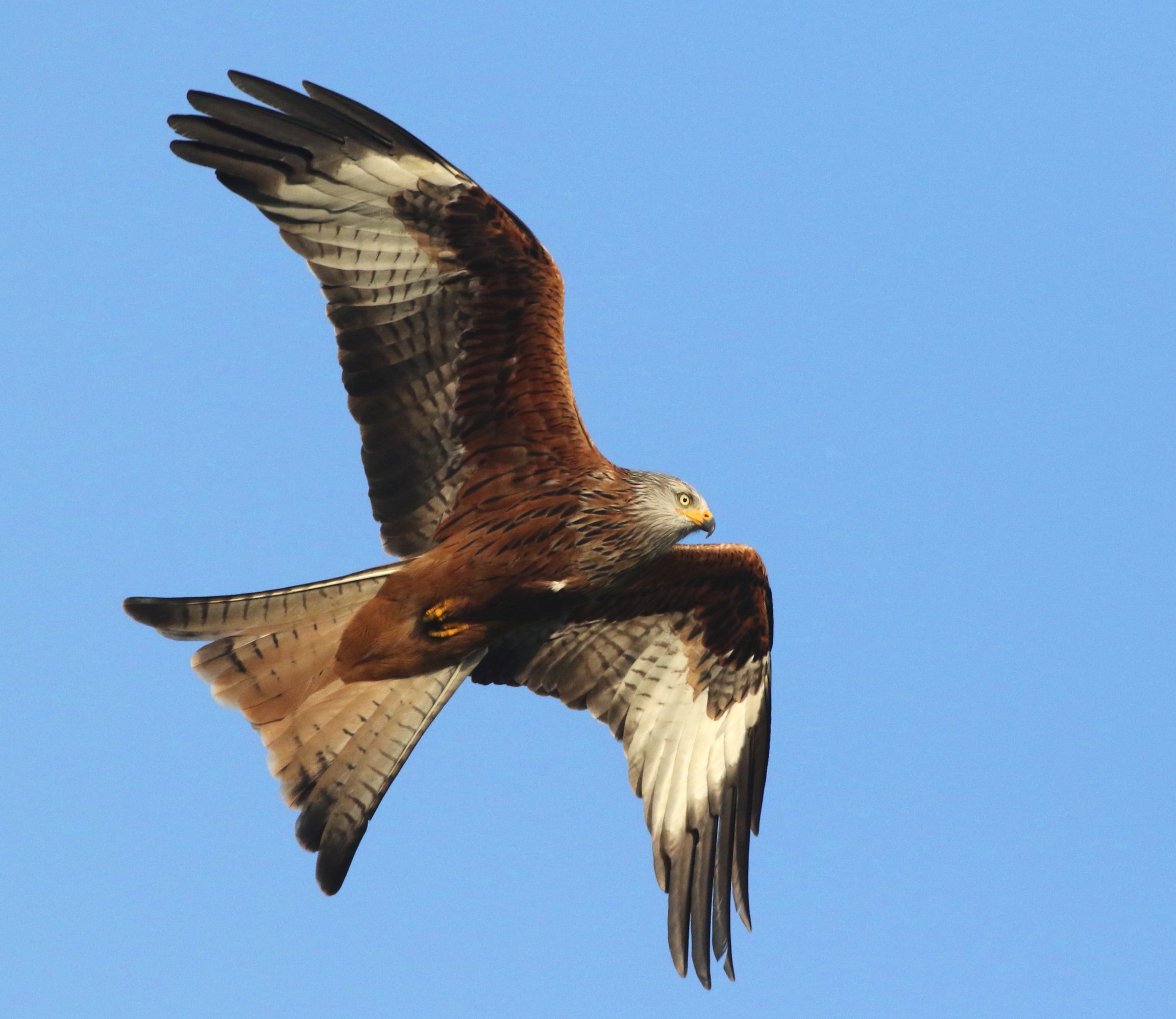 red kite uk red kite uk