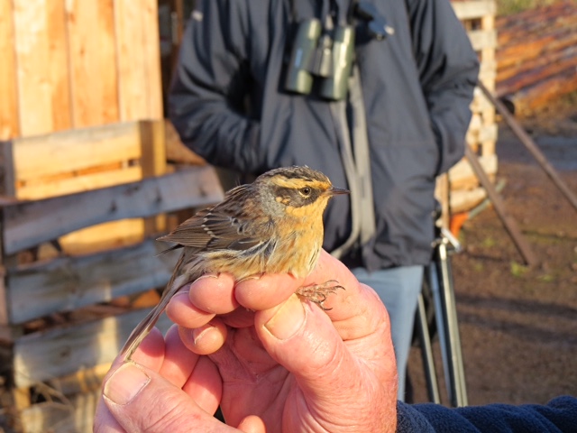 Red-flanked Bluetail population explodes in Finland - BirdGuides