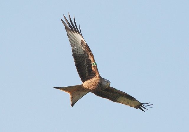 Red Kite numbers are soaring across the UK - BirdGuides