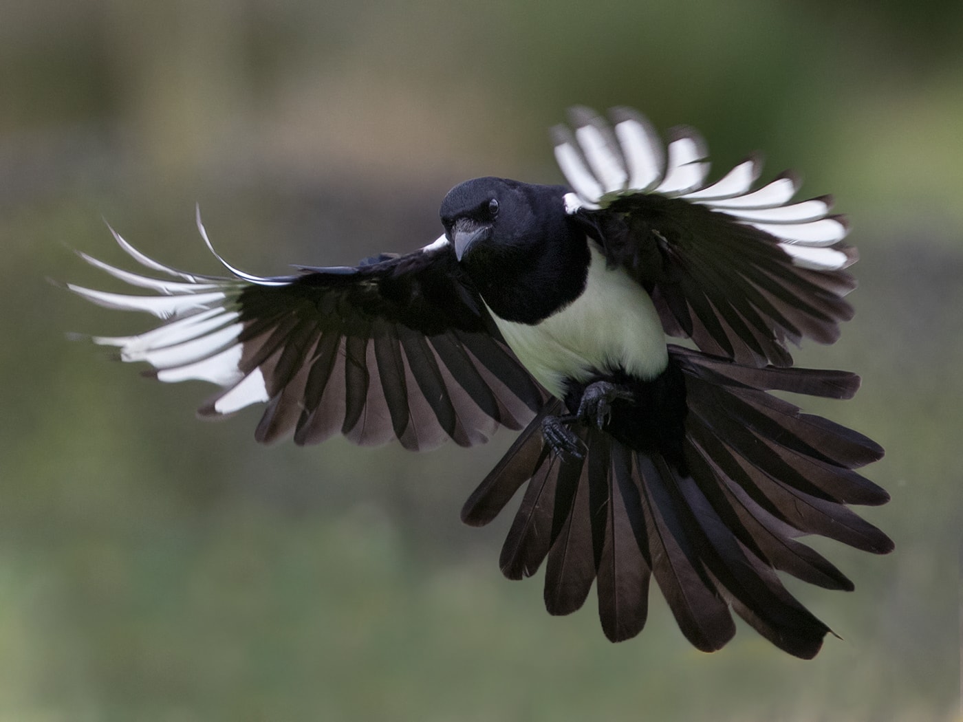 Magpie by Norman West - BirdGuides