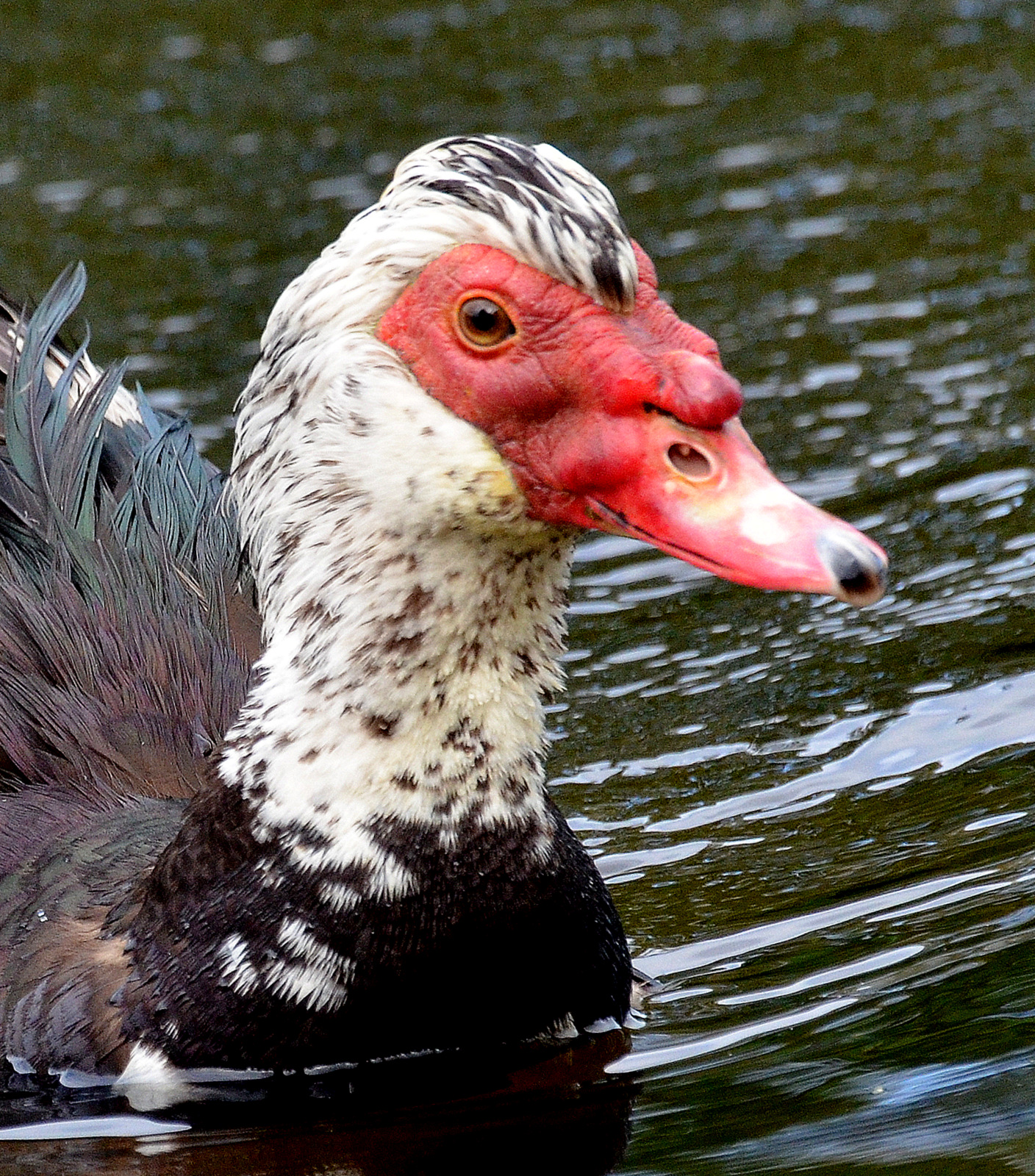 Details Muscovy Duck BirdGuides
