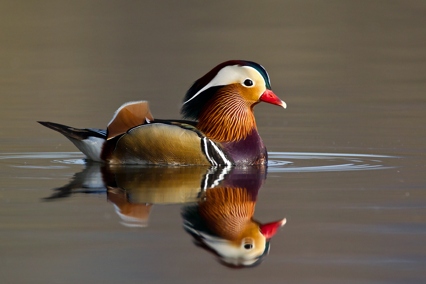 Details Mandarin Duck BirdGuides