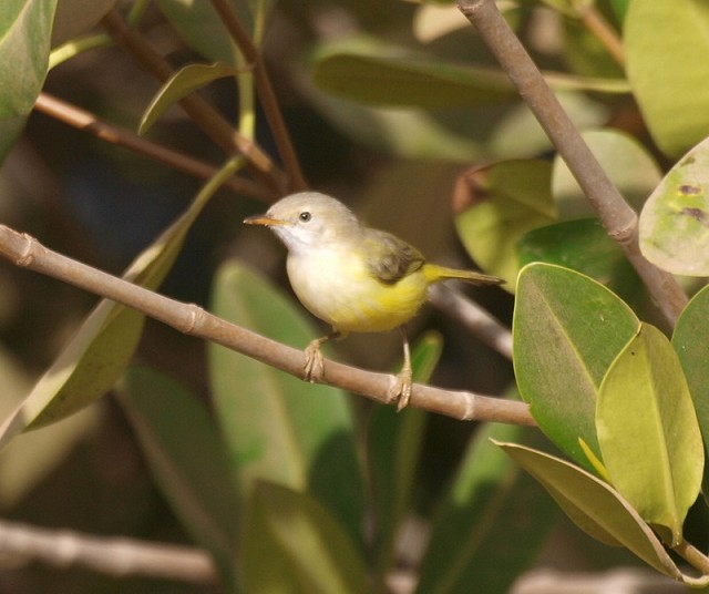 Details Greenbacked Eremomela BirdGuides