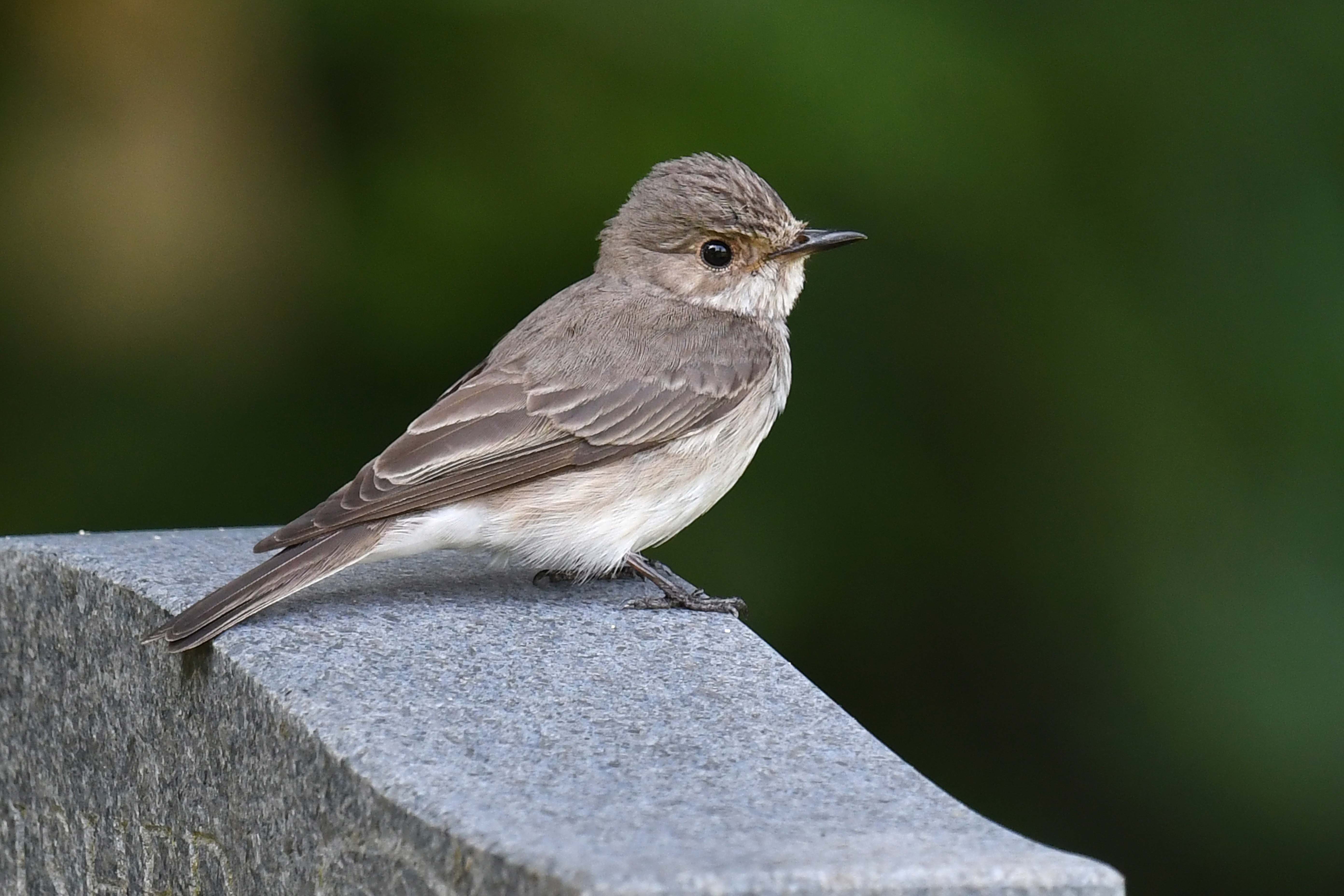 flycatcher uk