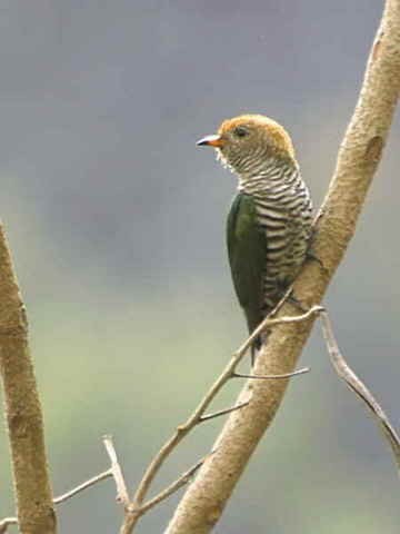 Details : Asian Emerald Cuckoo - BirdGuides