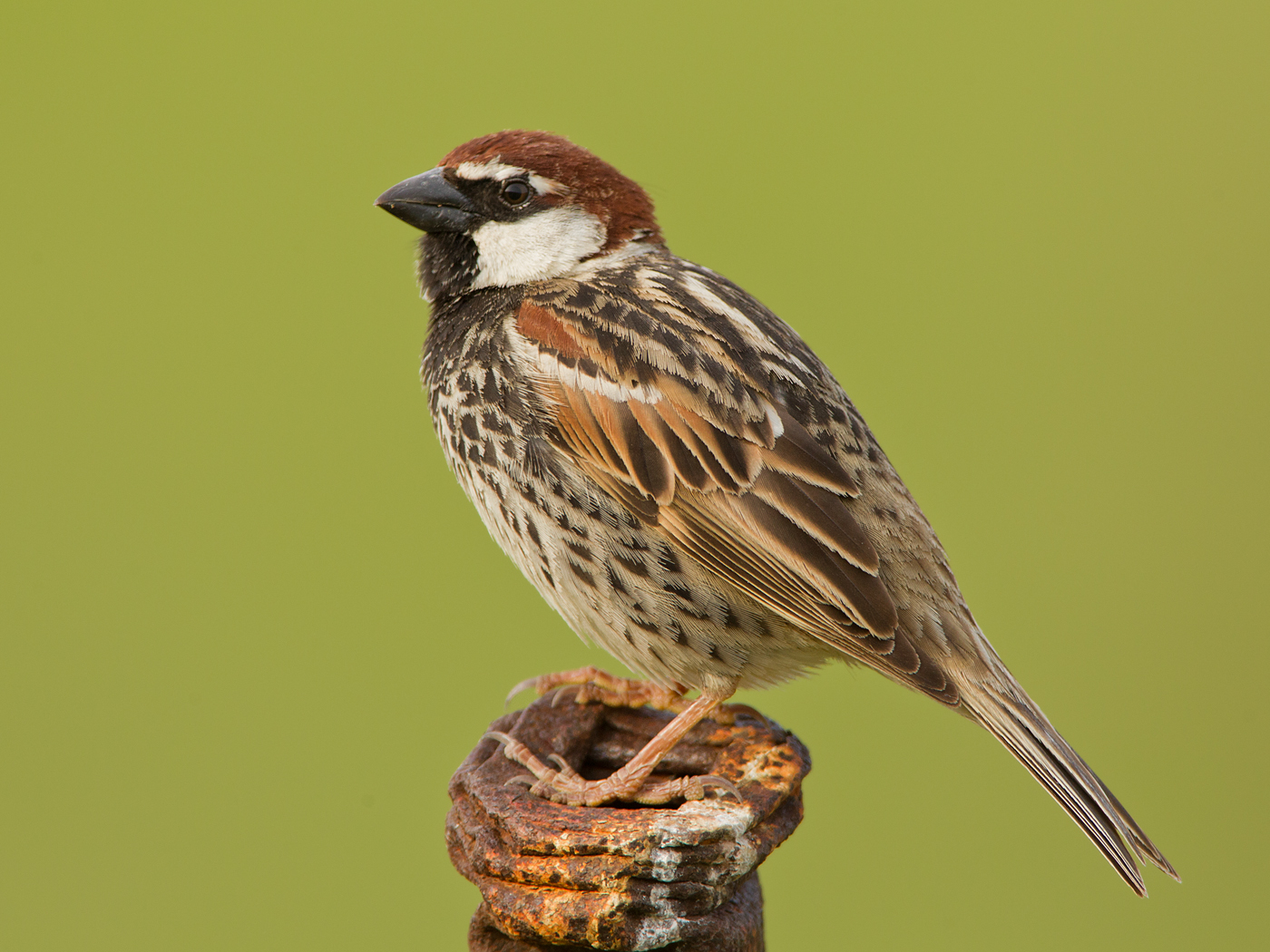 Details Spanish Sparrow BirdGuides