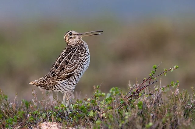 Snipe Migration Map Migrating Great Snipe logged at unprecedented heights - BirdGuides
