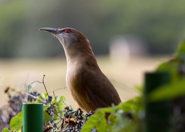 Details : Great Lizard Cuckoo - BirdGuides