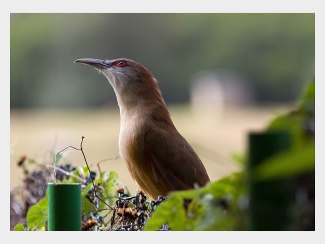 Details : Great Lizard Cuckoo - BirdGuides