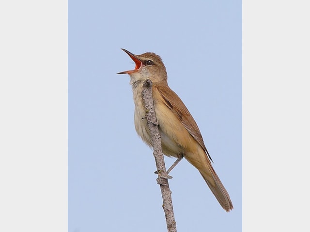 Details Great Reed Warbler Birdguides