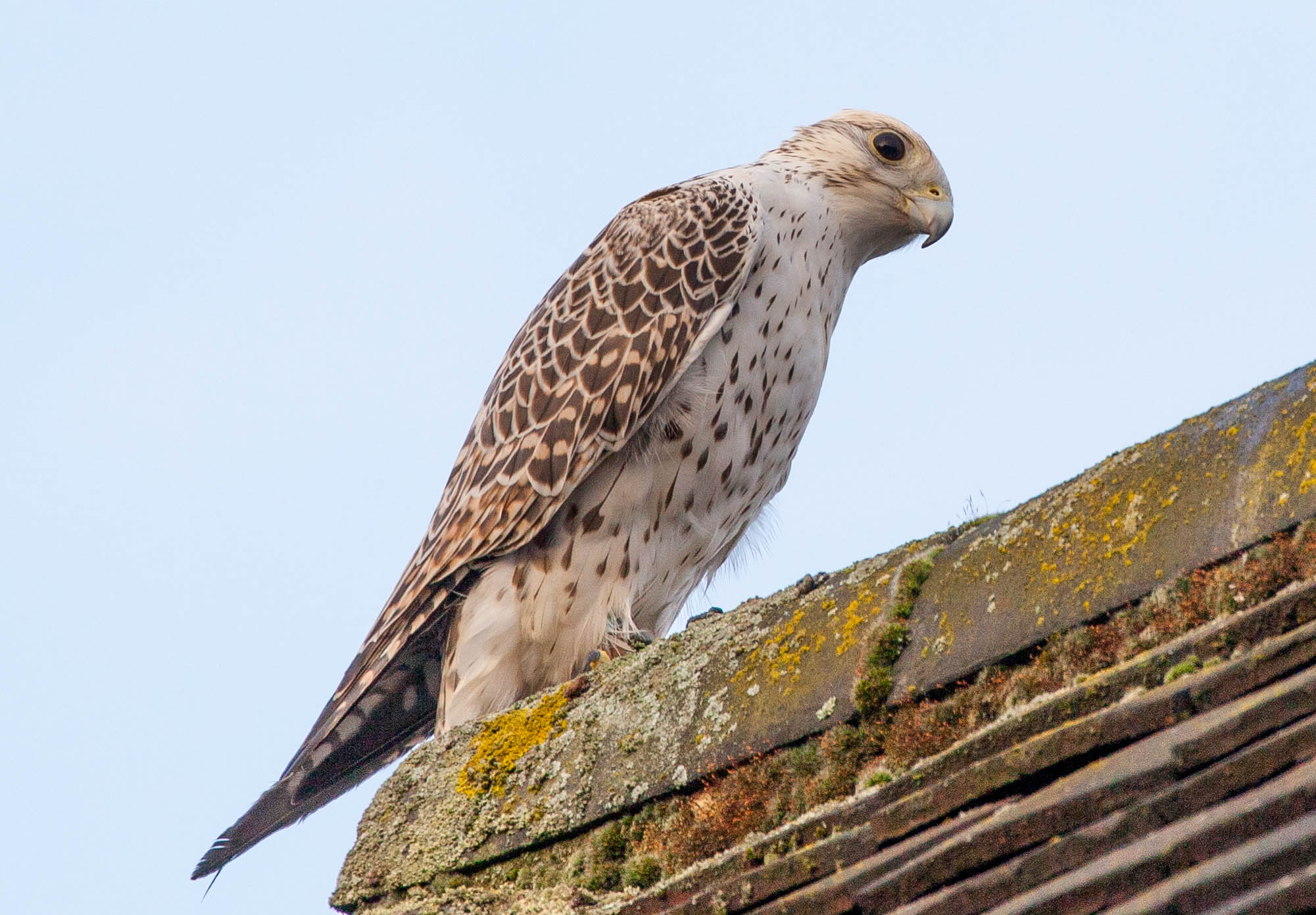 Кречет. Камчатский Сокол Кречет. Кречет - Falco rusticolus Linnaeus. Белый Камчатский Кречет. Кре́чет Falco rusticolus.