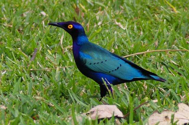 Details : Purple Starling - BirdGuides