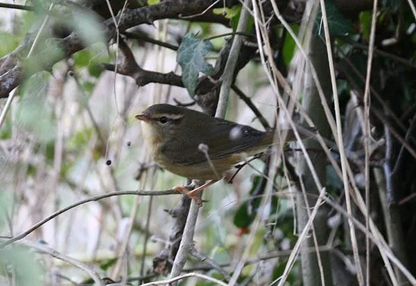 Radde's Warbler by Gerald Segelbacher - BirdGuides