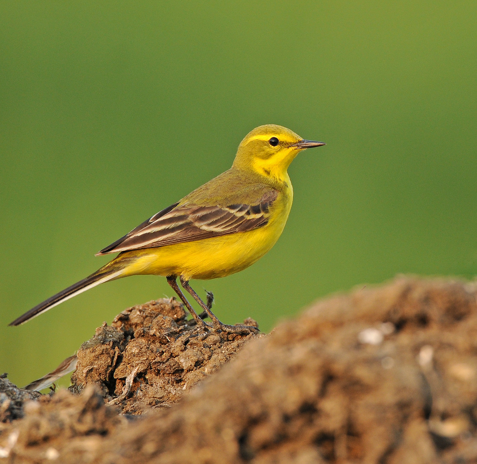 Details Yellow Wagtail BirdGuides