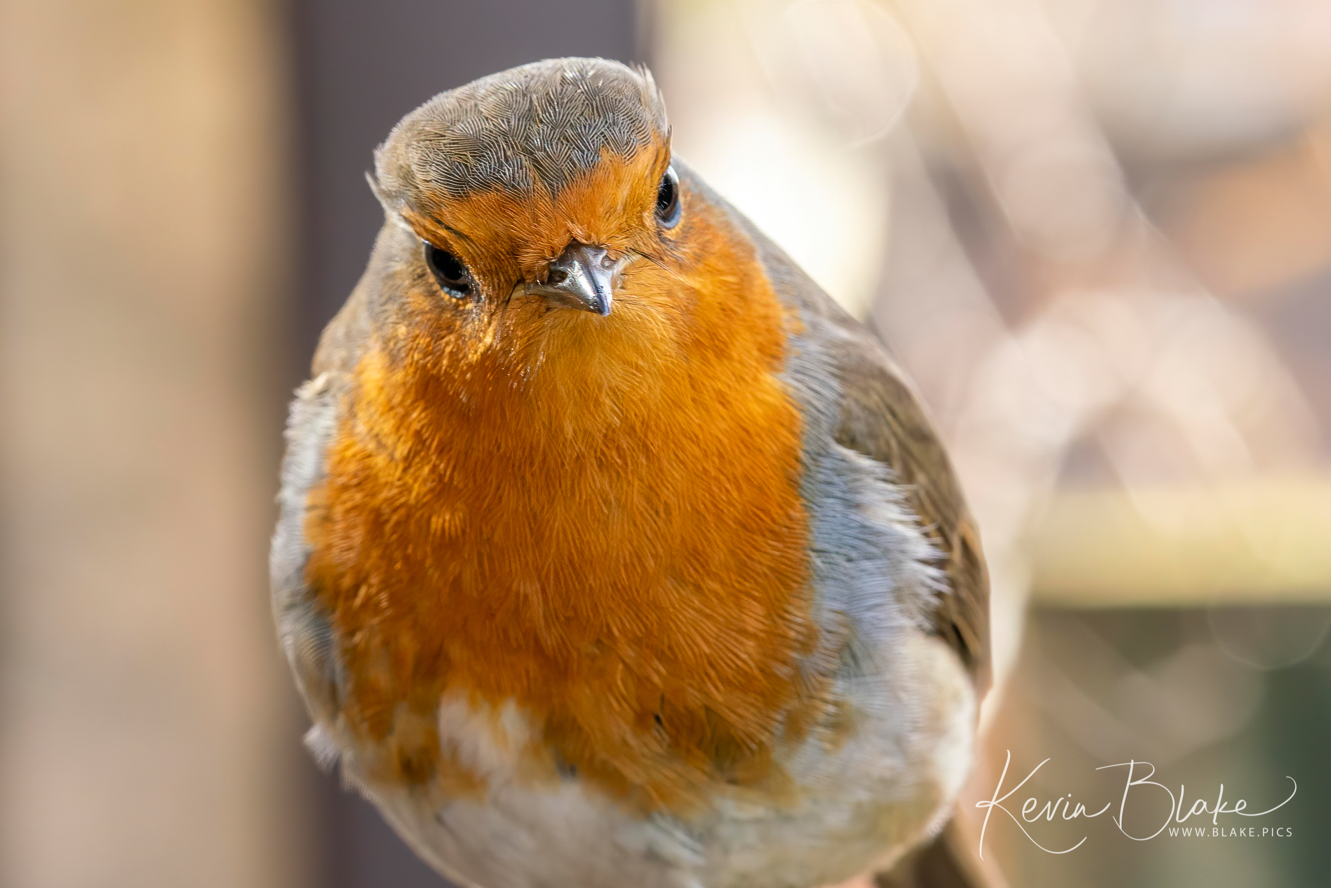 Watford Birdwatching Site Birdguides