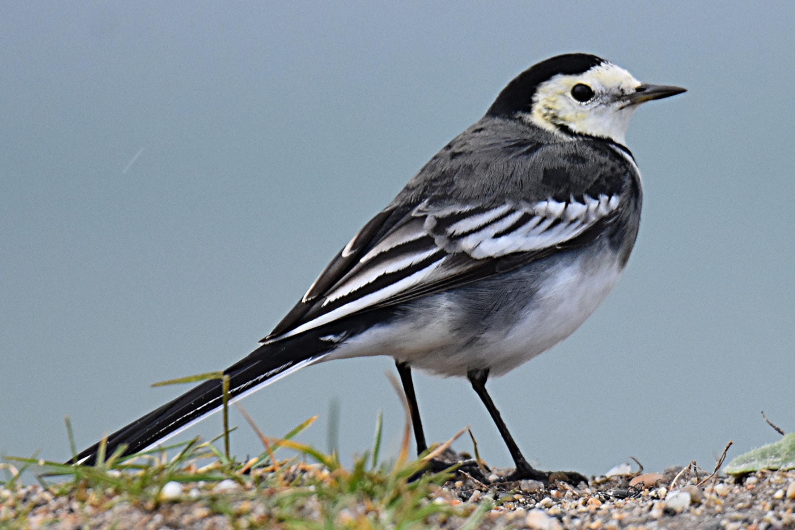 Pied Wagtail By Fausto Riccioni BirdGuides pied-wagtail-by-fausto-riccioni-birdguides
