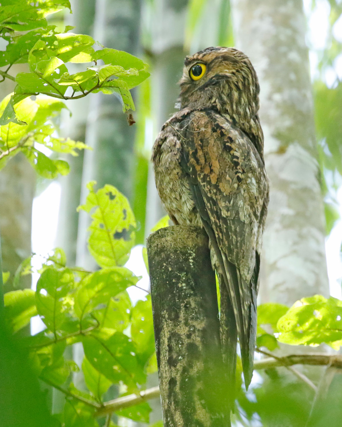Details : Common Potoo - BirdGuides