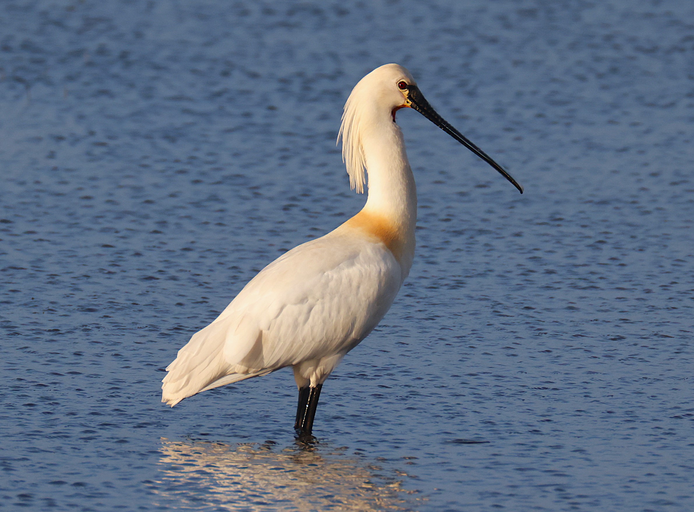 Eurasian Spoonbill by David Capon - BirdGuides
