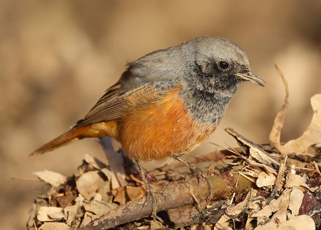Eastern Redstart Eastern Black Redstart by David Capon - BirdGuides