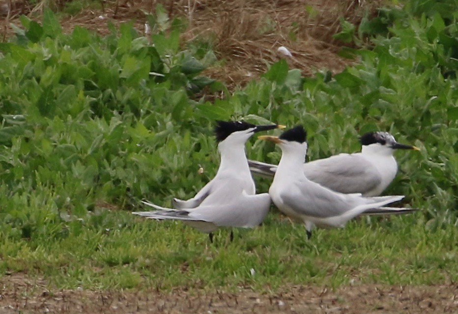 Details Cayenne Tern BirdGuides