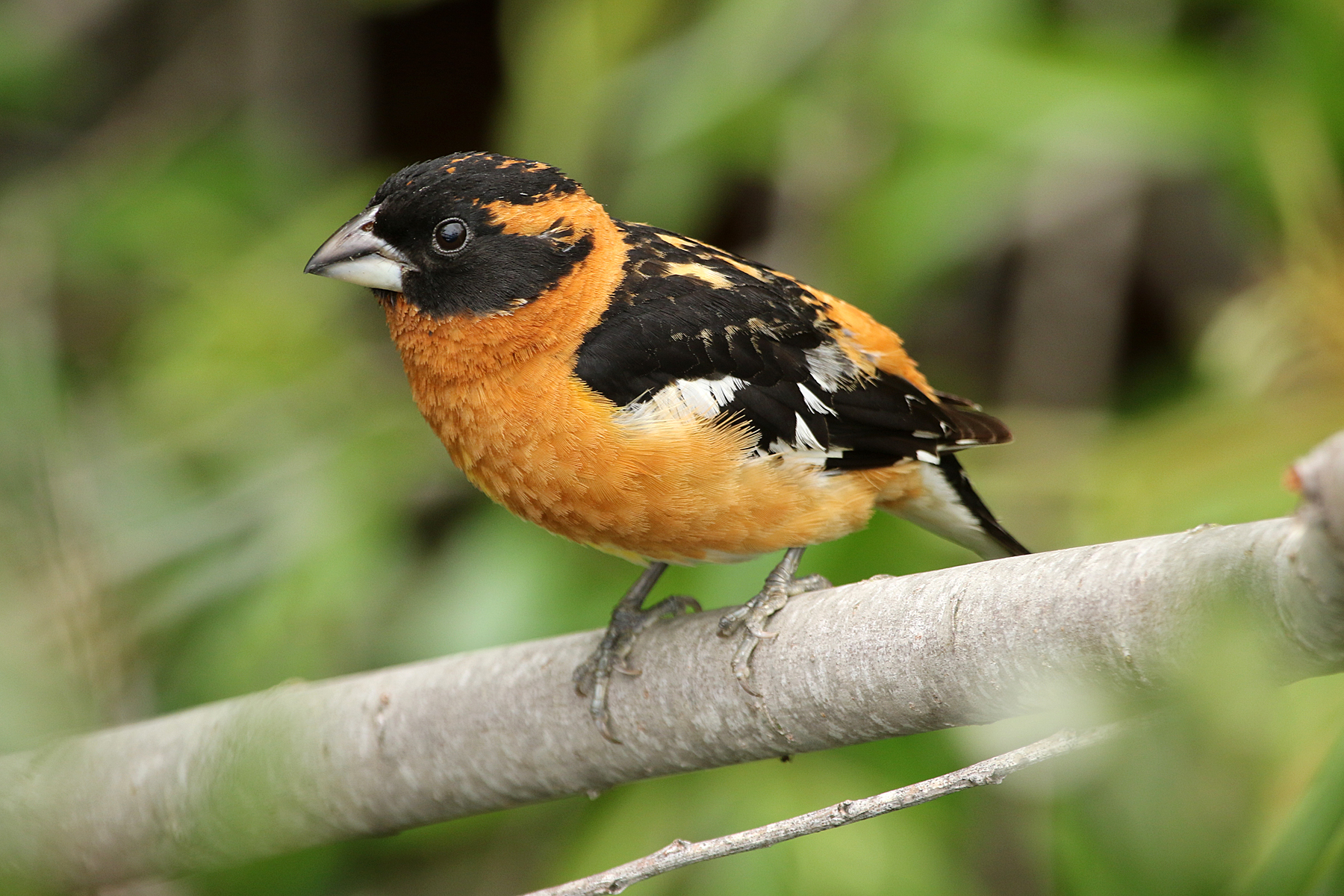 Details Blackheaded Grosbeak BirdGuides
